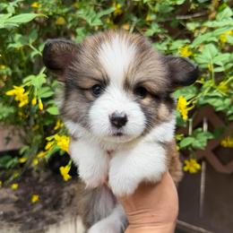 Boy 1 - Red male Pembroke Welsh Corgi puppy in Bakersfield, California from Kern River Corgis