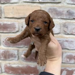 Izzy - Red female Cavapoo puppy in Redding, California from Lipscomb Doodles