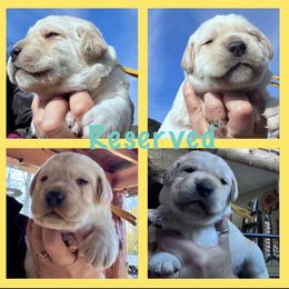 Yellow collar girl - Yellow female Labrador Retriever puppy in New Berlin, New York from Thistle Hill Labradors
