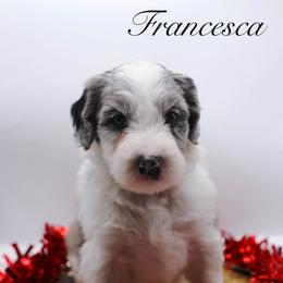 Francesca Bridgerton - Blue merle and white female Sheepadoodle puppy in Edmond, Oklahoma from Rock N Roll Doodles