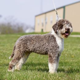 Tom-Mino Mini Me - Lagotto Romagnolo