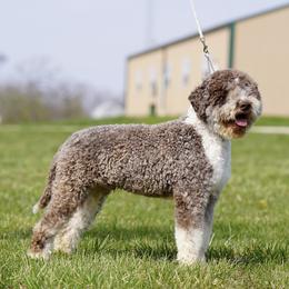 Tom-Mino Mini Me - Lagotto Romagnolo