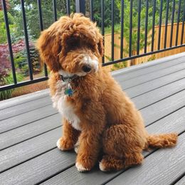 Cedar AKC Moyen Poodle - Red  female Poodle puppy in Silverton, Oregon from Rambler Goldens