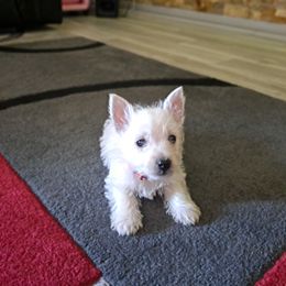 West Highland White Terrier Puppies from Westies of Morrison