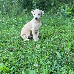 Rover - Seal male Italian Greyhound puppy in Wilkes Barre, Pennsylvania from Laraz Pupz