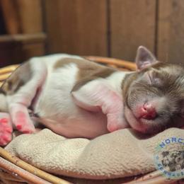 Ivy - Parti female Miniature Schnauzer puppy in Magalia, California from NorCal Schnauzers