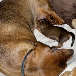 Dachshund Puppies from Casperdachs