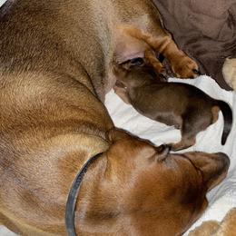 Dachshund Puppies from Casperdachs