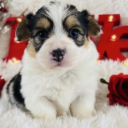 Cutie Pie - Black and tan female Pembroke Welsh Corgi puppy in Muldrow, Oklahoma from Dean’s Rustic Ranch Corgis and Horses