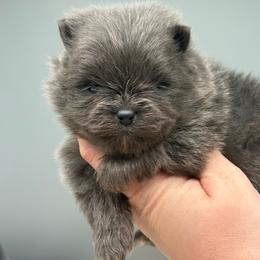 Butterball - Blue male Pomeranian puppy in Newark, Ohio from Keeperofstars Pomeranians