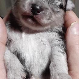 Frankie - Blue merle male Pomeranian puppy in Jackson, New Jersey from Peapod Pomeranians