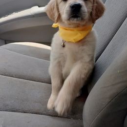 Golden Retriever Puppies from Golden Meadow