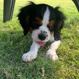 Copper - Tri-color male Cavalier King Charles Spaniel puppy in Forney, Texas from Small Town Cavaliers