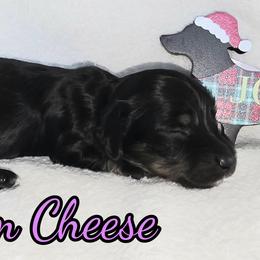 Cream Cheese - Black tri-color female Australian Shepherd puppy in Albion, Michigan from Northern Lights Aussies (NL Aussies)