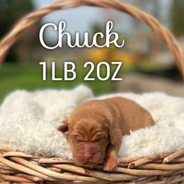 Chuck - Yellow male Labrador Retriever puppy in Puyallup, Washington from 12 Door Farm Labradors
