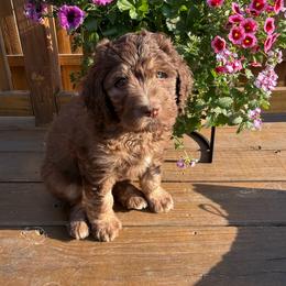 Spring - Brown and white female Saint Berdoodle puppy in Chicago, Illinois from Gentle Giant Saint Berdoodles