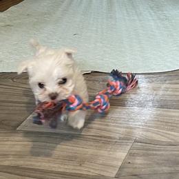 Appie - White female Morkie puppy in Taylorsville, North Carolina from Mountain Top Hot Tailz