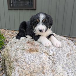 Sadie - Tri-color female Bernedoodle puppy in Beach City, Ohio from Blue Cloud Doodles