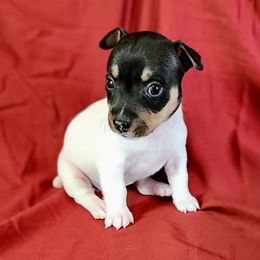 Orca - White and black female Teddy Roosevelt Terrier puppy in Claremore, Oklahoma from Travelin' Man Terriers