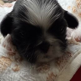 Sperry - Black and white male Shih Tzu puppy in Stafford, Virginia from Bayview Pups