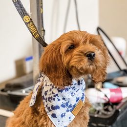 Cockapoos from Troy Bailey