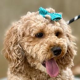 Jersey Girl - Goldendoodle