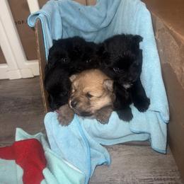 Pomeranian Puppies from Nicholas Teutsch