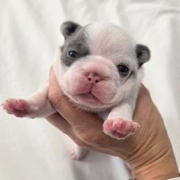 Yoshi - Blue male French Bulldog puppy in Denver, Colorado from Mecham Family kennels -MechamFrenchies
