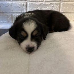Miniature Australian Shepherd Puppies from Hadden's Aussies