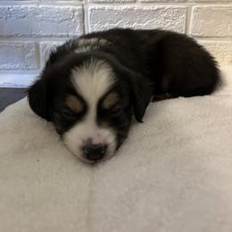 Miniature Australian Shepherd Puppies from Hadden's Aussies