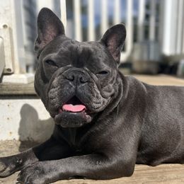 Olive - French Bulldog
