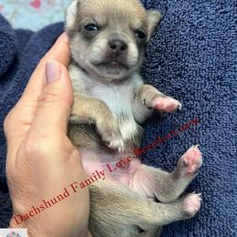 Scout - Fawn and white male Chihuahua puppy in Chino Valley, Arizona from Dachshund Family Love Breeders