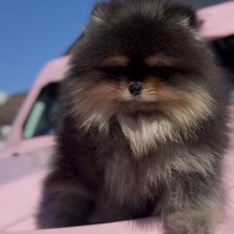 Maltipoo and Pomeranian Puppies from The Queens Doggies