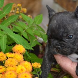 French Bulldog Puppies from Fancibul French Bulldogs