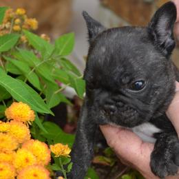 French Bulldog Puppies from Fancibul French Bulldogs