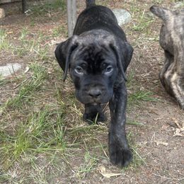 Boerboel Puppies from Josef Okunas