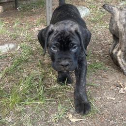Boerboel Puppies from Josef Okunas