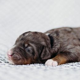 Cardinal - Merle Bernedoodle puppy in Grants Pass, Oregon from Royal Empire Bernedoodles