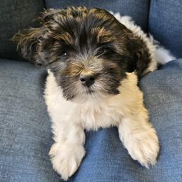 Coton de Tulear Puppies from Coast2Coast Cotons
