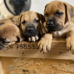 Boerboel Puppies from Heritage Boerboels