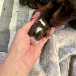 Dachshund Puppies from Pretty Painted Mini Doxies