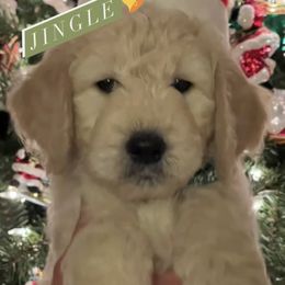 Goldendoodle and Golden Retriever Puppies from Golden Retrievers and Doodles from Heaven