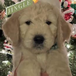 Goldendoodle and Golden Retriever Puppies from Golden Retrievers and Doodles from Heaven