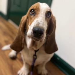 Susie - Basset Hound