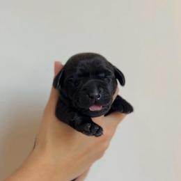 Boy - Black male Labrador Retriever puppy in Lonsdale, Minnesota from Cedar Ridge Labradors