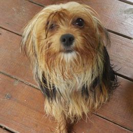 Yorkshire Terriers from Freedom Ridge