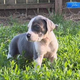 John - Blue Harlequin Tanpoint - Harlequin male Great Dane puppy in Morton, Illinois from That Gurl K9s
