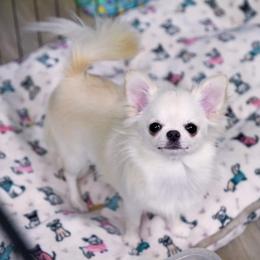 Queenie - Chihuahua