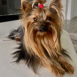 Diamond - Yorkshire Terrier