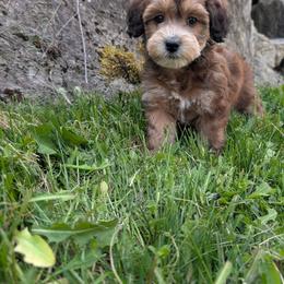Purple Girl, Sable Abstract - Wheaten female Whoodle puppy in Kalispell, Montana from Countryman Whoodles
